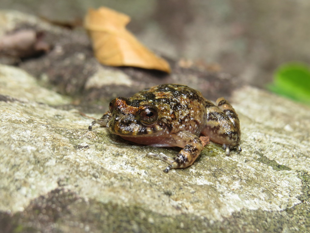 Brazilian Button Frog