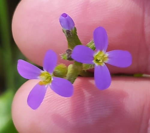 spring cress