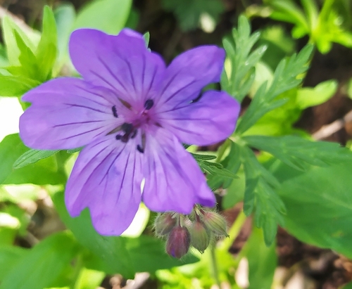 Geranium malviflorum