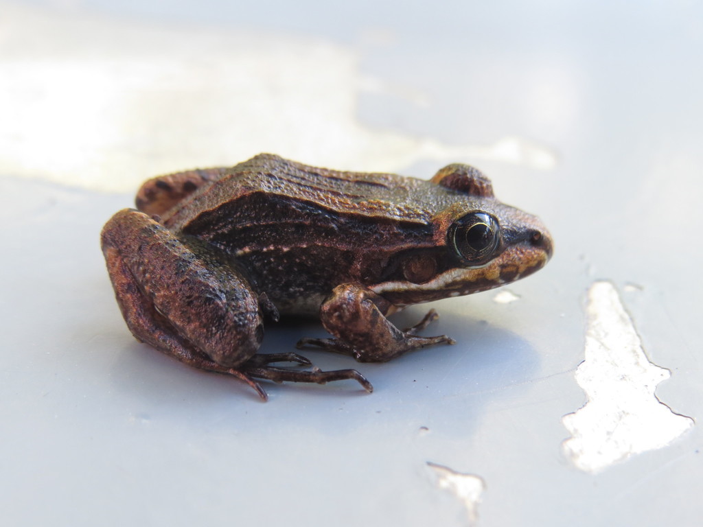 Spix's White-Lipped Frog