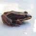 Spix's White-lipped Frog - Photo (c) Diogo Luiz, some rights reserved (CC BY-SA), uploaded by Diogo Luiz