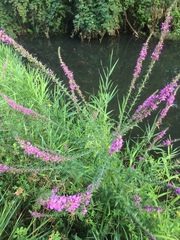 Lythrum salicaria