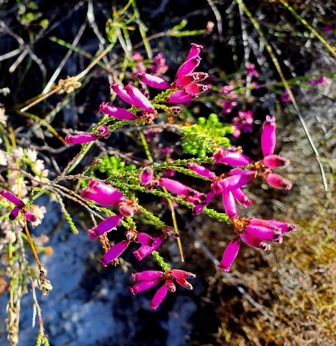 Crested Heath (Erica cristata)