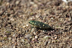 Nipponobuprestis amabilis