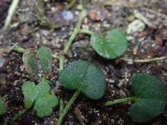 Dichondra brevifolia