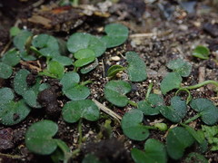 Dichondra brevifolia