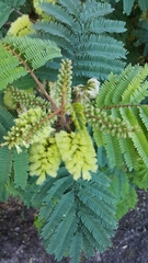 Paraserianthes