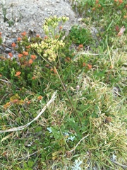 Ligusticum grayi