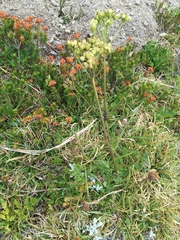 Ligusticum grayi