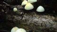 Volvariella bombycina flaviceps
