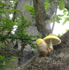 Volvariella bombycina flaviceps