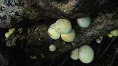 Volvariella bombycina flaviceps