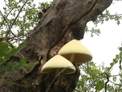 Volvariella bombycina flaviceps