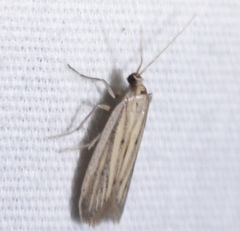 Bandera binotella