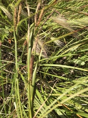 Media resource of Carex aquatilis