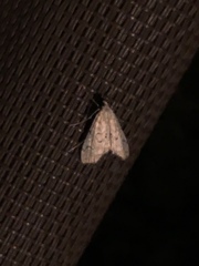 Parapoynx allionealis