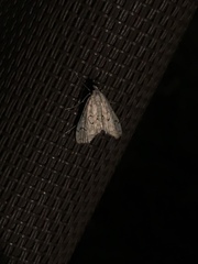 Parapoynx allionealis