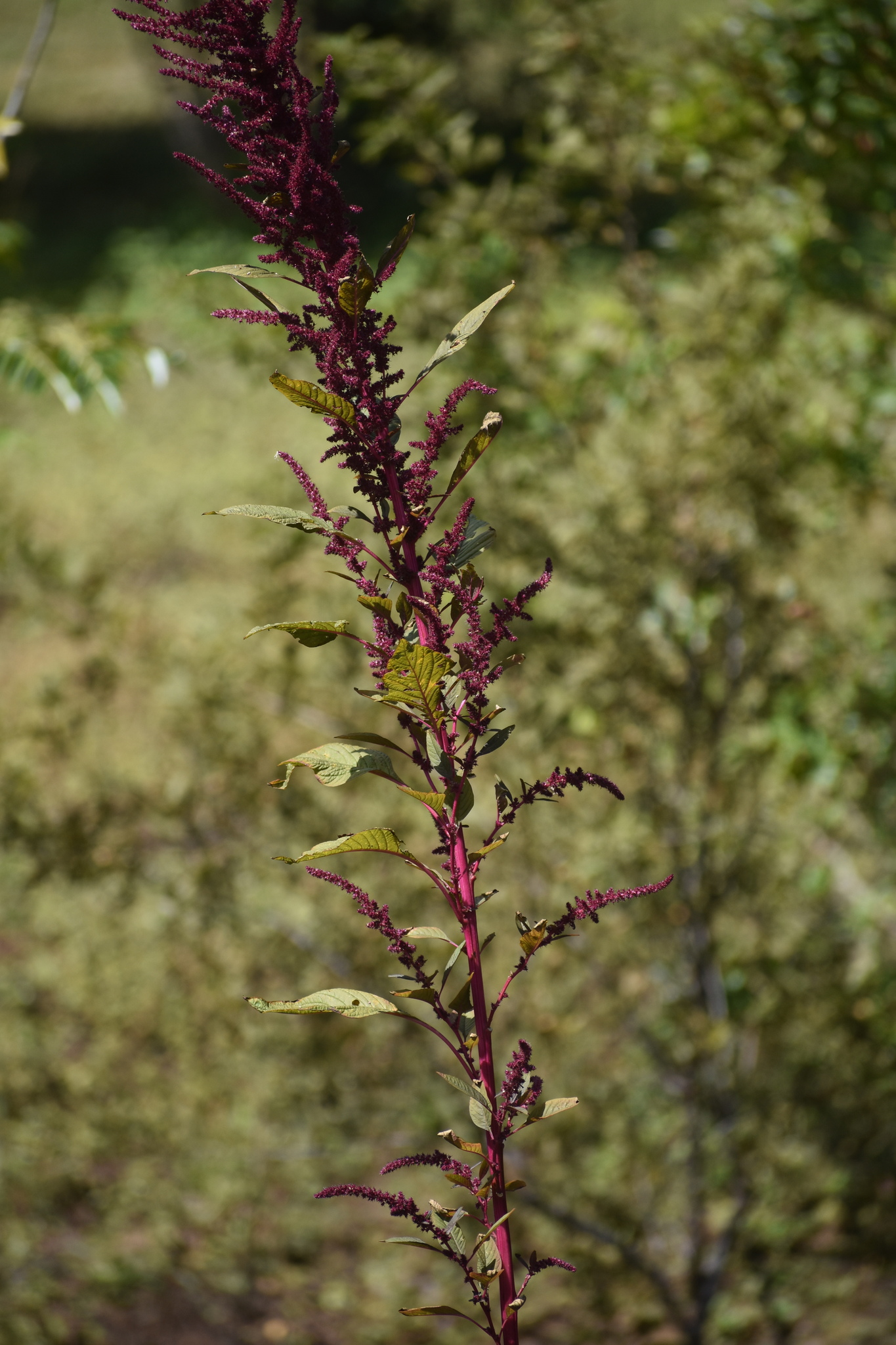 Foto de Amaranthus hybridus L.