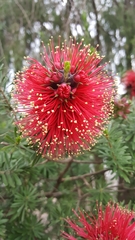 Kunzea baxteri