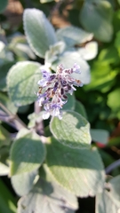 Stachys byzantina