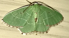Nemoria lixaria