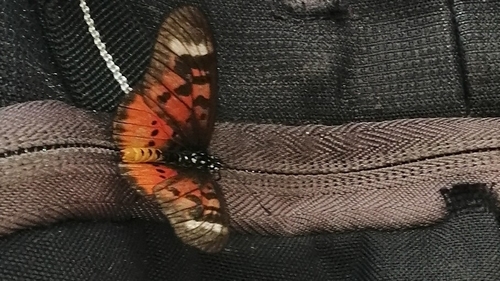 East African Forest Acraea