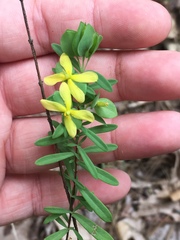 Hypericum hypericoides hypericoides