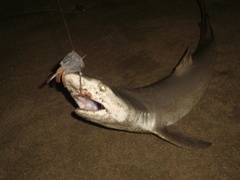 Negaprion brevirostris