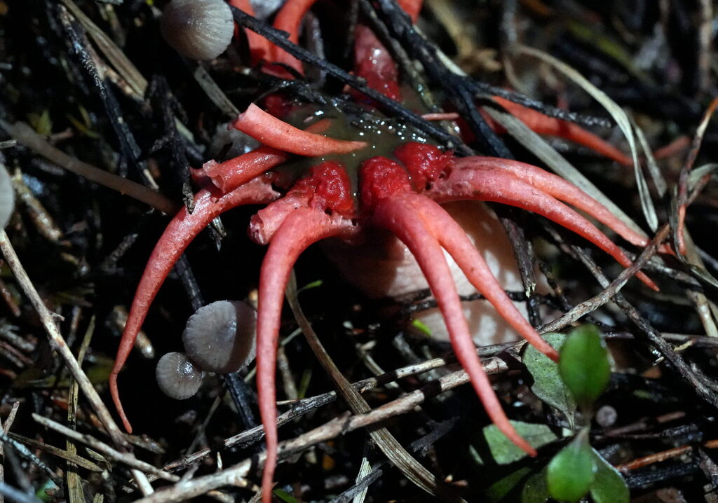Aseroe rubra · April 2025 · photo: © william-harland (iNaturalist, cc-by-nc)