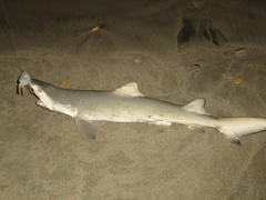 Negaprion brevirostris