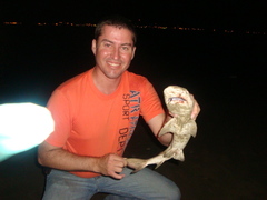 Negaprion brevirostris