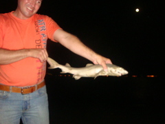 Negaprion brevirostris