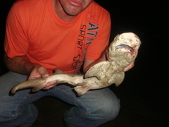 Negaprion brevirostris