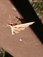 Phalaenostola metonalis