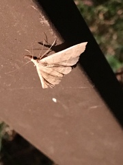 Phalaenostola metonalis