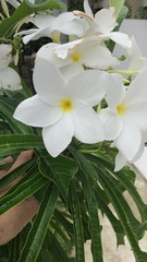 Plumeria pudica