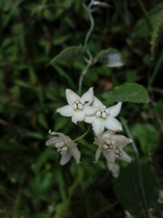 Funastrum pannosum
