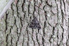Catocala actaea