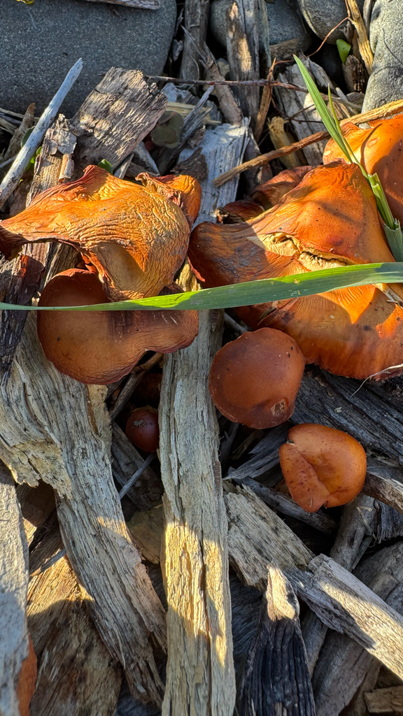 Leratiomyces ceres · April 2025 · photo: © frankashwood (iNaturalist, cc-by)