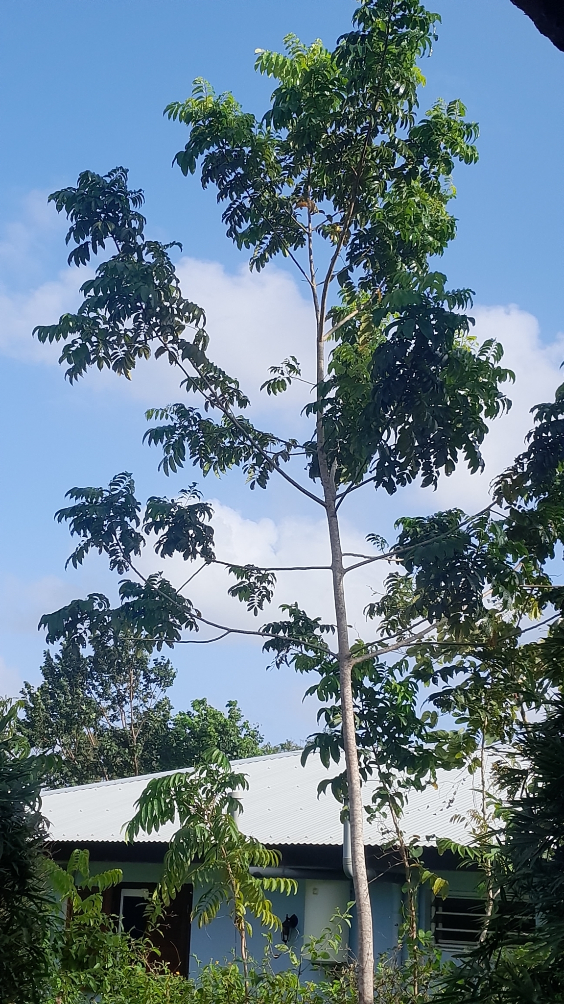 Imagem de Pau-pombo