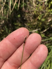 Eleocharis uniglumis