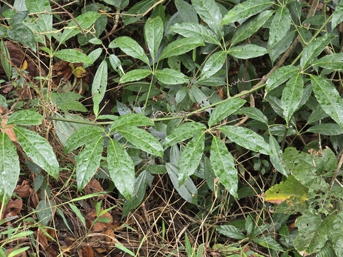Tetrastigma planicaule observed 2025-04-25