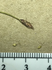 Eleocharis uniglumis