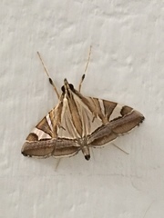 Agrioglypta itysalis