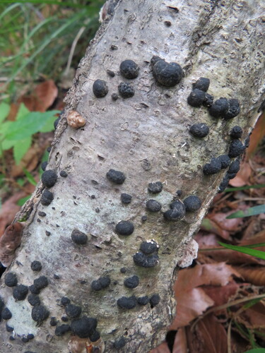 Annulohypoxylon truncatum