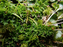 Chaerophyllum colensoi