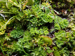 Chaerophyllum colensoi