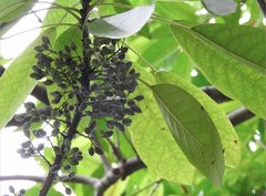 Daphniphyllum calycinum