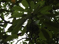 Daphniphyllum calycinum