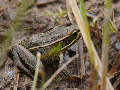 Southern Leopard Frog (Frogs and Toads of Virginia) · iNaturalist